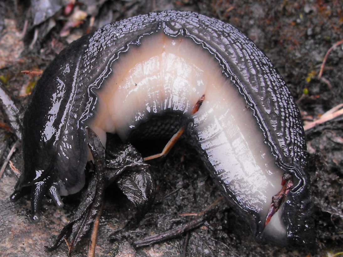 Limax nero del cuneese